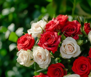 Czerwone, Róże, Białe