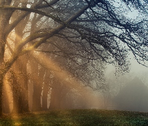 Przebijające światło, Drzewa, Jesień, Mgła