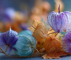 Grafika AI, Rośliny, Kolorowe, Miechunki