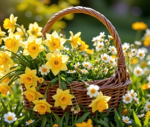 Stokrotki, Narcyzy żonkile, Wiklinowy, Koszyk