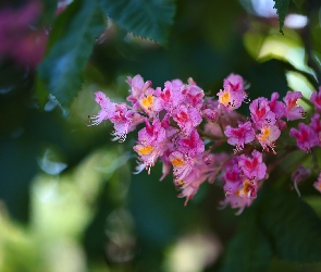 Kwiaty, Kasztanowiec, Różowe