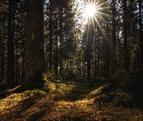 Promienie, Słońce, Las, Drzewa