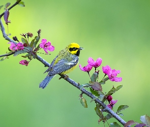 Gałązka, Kwiaty, Ptak, Lasówka niebieskoskrzydła