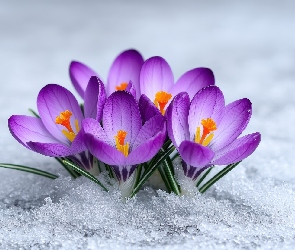 Fioletowe, Śnieg, Krokusy