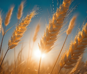 Słońce, Grafika, Kłosy, Zboża