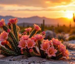 Kwitnące, Kwiaty, Czerwone, Kaktusy, Zachód słońca
