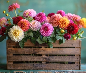 Skrzynka, Dalie, Kwiaty, Kolorowe, Drewniana