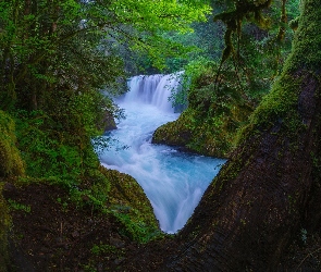 Las, Roślinność, Rwąca, Wodospad, Rzeka, Drzewa