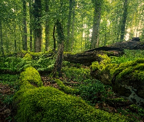 Pnie, Omszone, Las, Drzewa