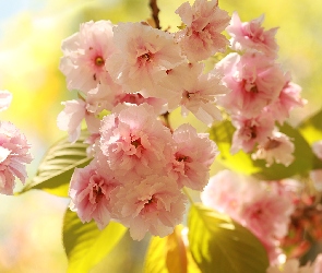 Accolade, Drzewo owocowe, Kwiaty, Różowe, Wiśnia japońska