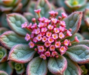 Drobne, Listki, Mięsiste, Kwiaty, Różowe