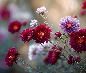 Różowe, Grafika AI, Kwiaty, Astry, Bordowe