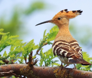 Dudek, Gałąź, Ptak