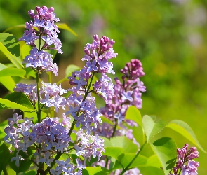 Gałązka, Kwiaty, Bez, Lilak