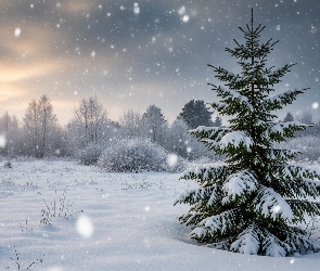 Śnieg, Drzewa, Ośnieżone, Zima, Padający