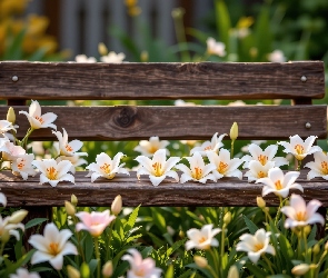 Ławka, Lilie, Białe, Kwiaty