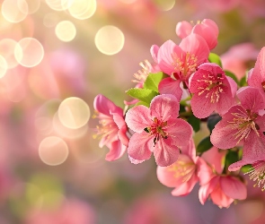 Gałązka, Różowe, Drzewo owocowe, Kwiaty