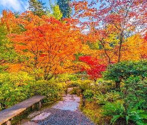 Ławka, Park, Kolorowe, Drzewa, Jesień