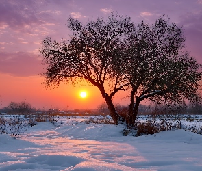 Bezlistne, Drzewo, Zima, Zachód słońca