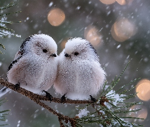 Zima, Śnieg, Raniuszki, Grafika AI, Sosna, Dwa, Ptaki