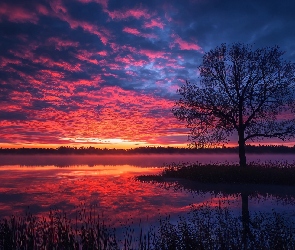 Grafika AI, Zachód słońca, Jezioro, Drzewo