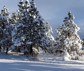 Śnieg, Las, Drzewa, Zima