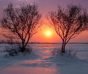 Drzewa, Dwa, Zachód słońca, Zima, Ośnieżone, Pole