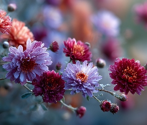 Bordowe, Grafika AI, Kwiaty, Chryzantemy, Fioletowe