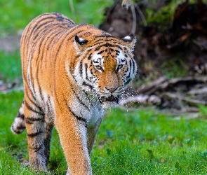 Idący, Tygrys syberyjski
