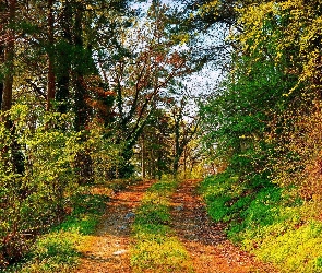 Drzewa, Droga, Las, Krzewy, Jesień