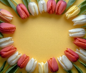 Tło, Żółte, Kolorowe, Tulipany