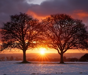 Zachód słońca, Drzewa, Ośnieżone, Grafika AI, Dwa, Zima, Pole