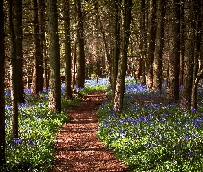 Drzewa, Kwiaty, Ścieżka, Las