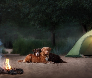 Namiot, Wieczór, Psy, Ognisko