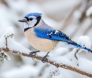 Ośnieżona, Gałąź, Modrosójka