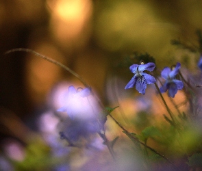 Fiołki wonne, Kwiaty, Niebieskie