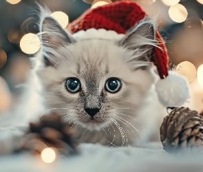 Szyszki, Mikołaja, Mały, Kot, Kotek, Czapka