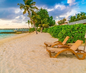 Plaża, Tropiki, Palmy, Leżaki, Morze