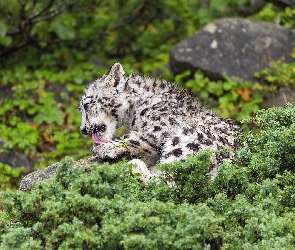 Irbis śnieżny, Krzewy, Młody