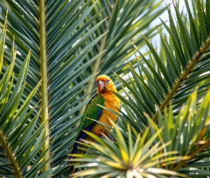 Palma, Liście, Papuga