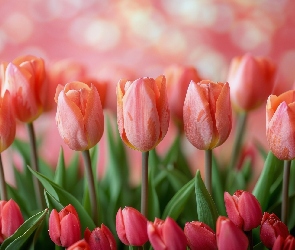 Tulipany, Tło, Różowe, Liście, Czerwone