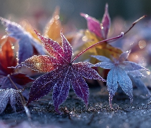 Grafika AI, Klon palmowy, Oszronione, Liście