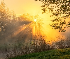 Rzeka, Mgła, Szuwary, Drzewo, Przebijające światło