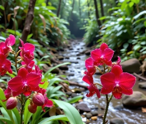 Strumyk, Czerwone, Storczyki, Kwiaty, Las