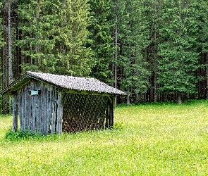 Drzewa, Paśnik, Las, Polana