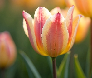 Dwukolorowy, Tulipan, Kwiat