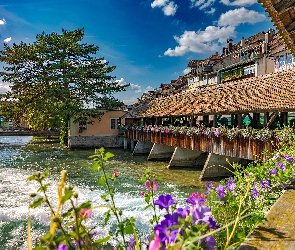 Miasto, Most, Szwajcaria, Drewniany, Domy, Thun, Kwiatki, Rzeka Aare