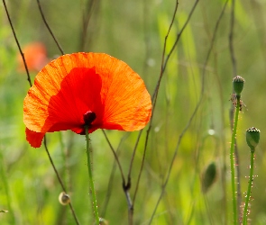 Czerwony, Płatki, Mak