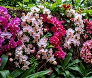 Grafika AI, Mur, Kolorowe, Kwiaty, Storczyki, Liście