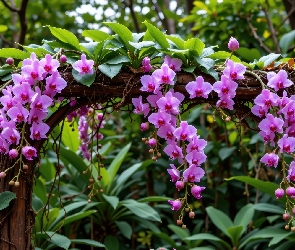 AI, Storczyki, Łuk, Różowe